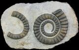 Devonian Ammonite (Anetoceras) - Morocco #68779-1